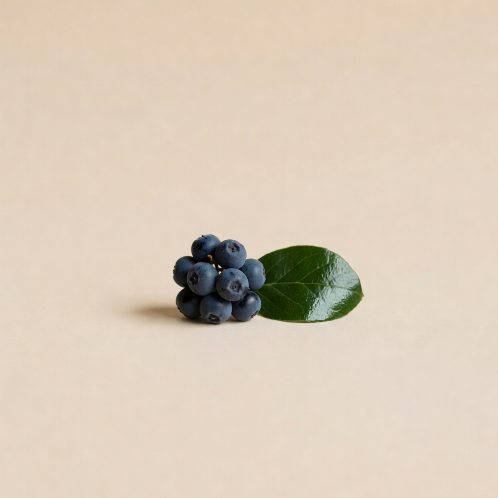 Aronia (Aronia melanocarpa) — plantă medicinală