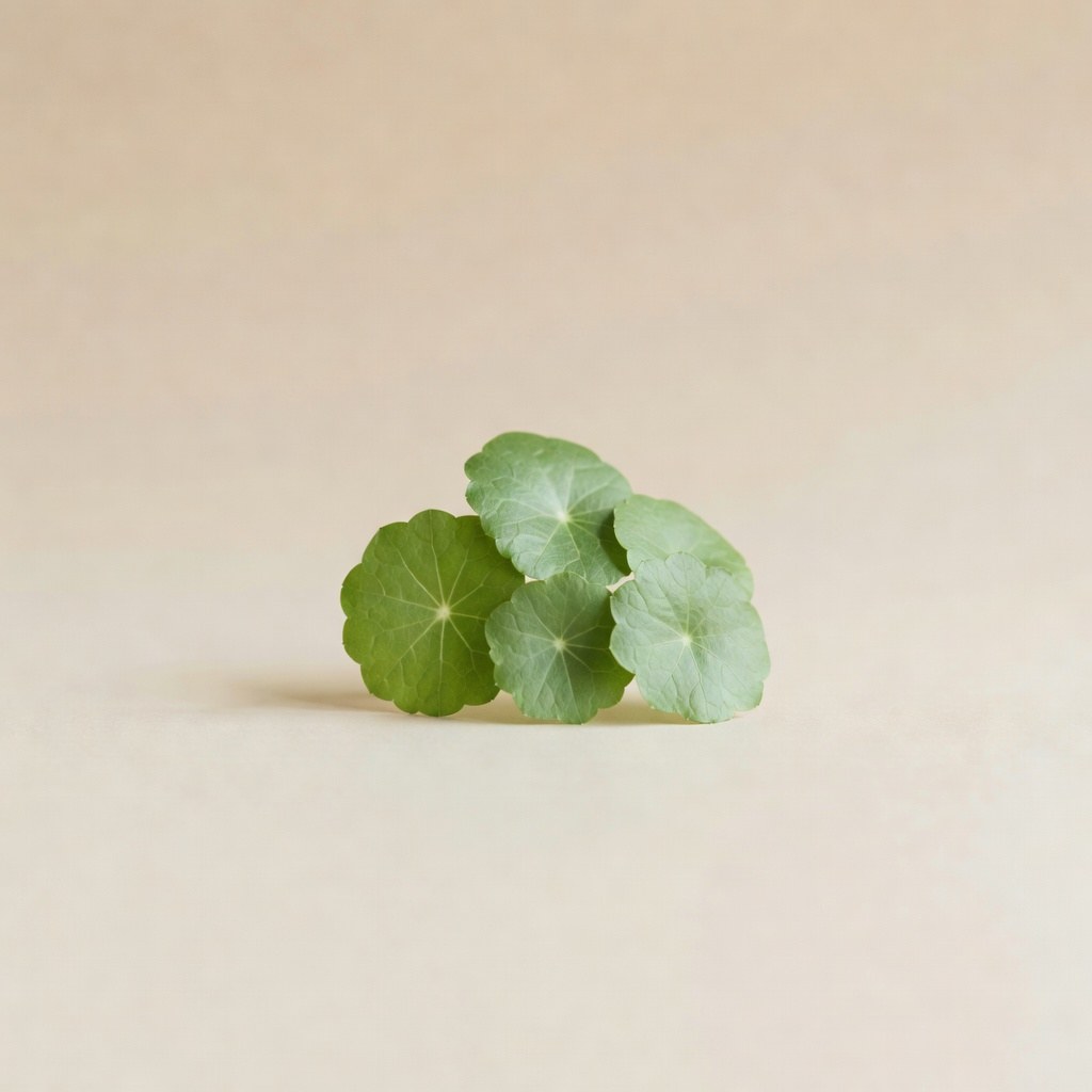 Gotu kola (Centella asiatica) — plantă medicinală