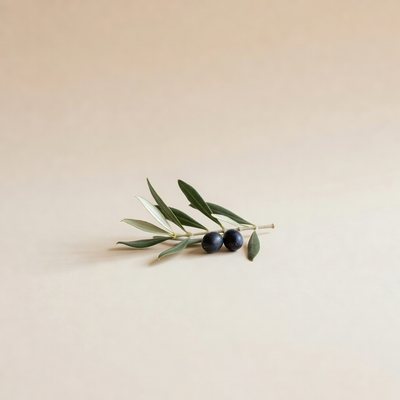 Măslin (Olea europaea) — plantă medicinală