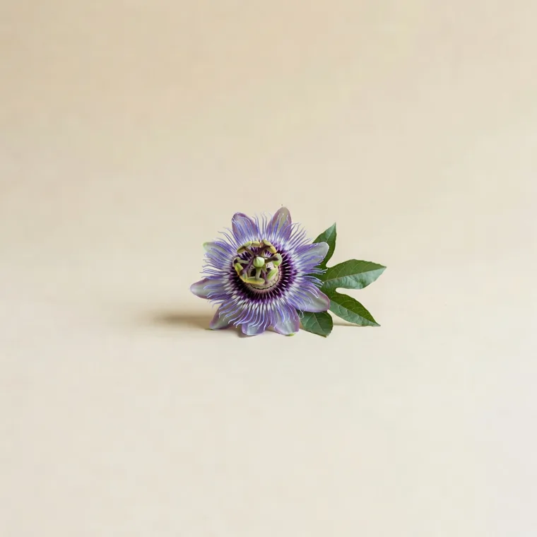 Passiflora (Passiflora incarnata) — plantă medicinală