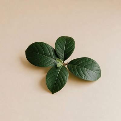 extract din frunze de banaba (Lagerstroemia speciosa 4:1)