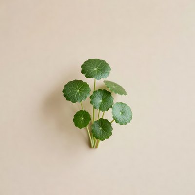extract de Centella asiatica