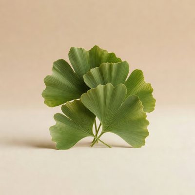 extract din frunze de ginkgo