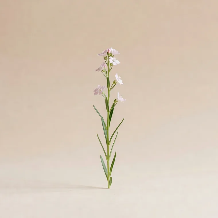 Pufuliță (Epilobium angustifolium) — plantă medicinală